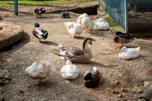 View of goose or duck in a cage on the ground.