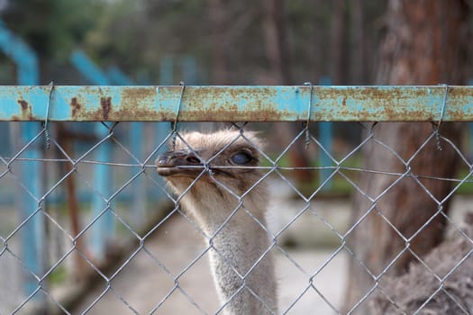 Close up detailed view of an ostrich in a cage with blue fence in a park.