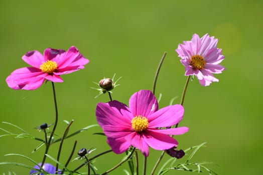 Three purple cosmos on green bokeh background