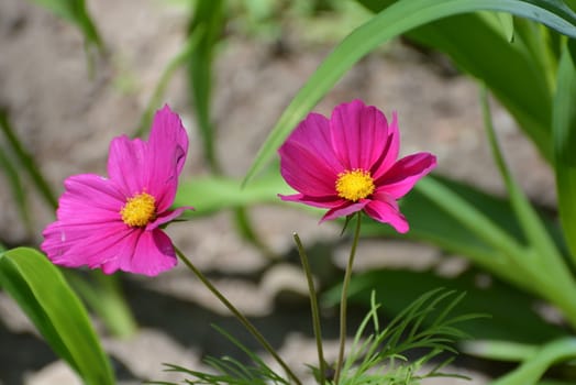 Two purple cosmos in a garden