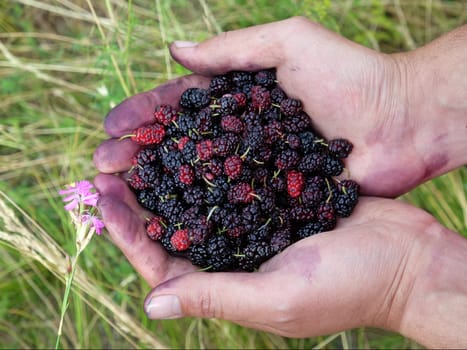 Handful of ripe wild black mulberries on a background of green grass