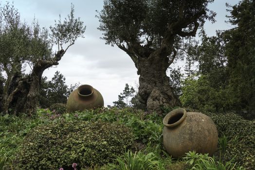 two old ceramic vases and olive tree in tropical garden in Funcahl on the portuguese island of madeira