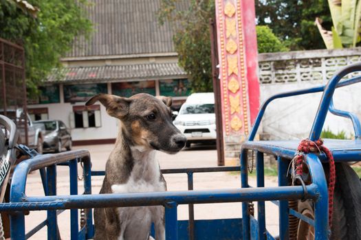 dog sitting on the motorcycle going to travel