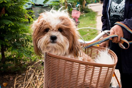 dog  in a basket on a bicycle in Thailand