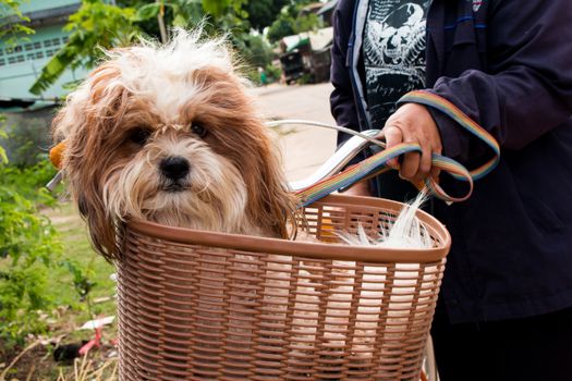 dog  in a basket on a bicycle