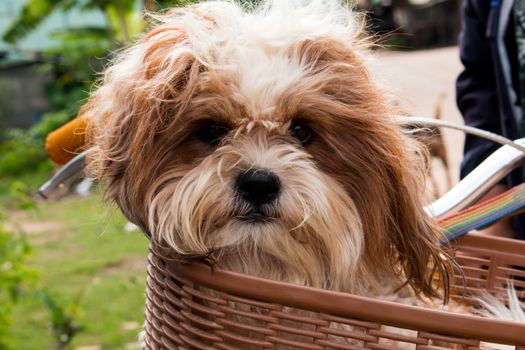 dog  in a basket on a bicycle