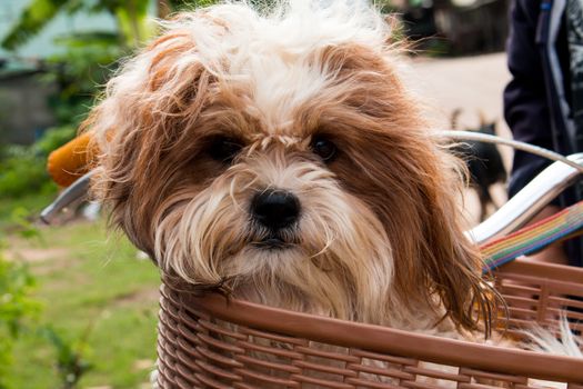 dog  in a basket on a bicycle