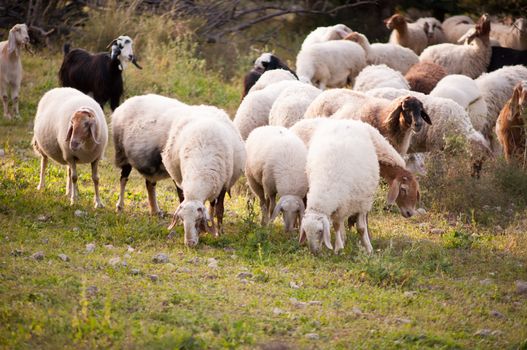 Sheeps  in the pasture in spring forest. Israel .