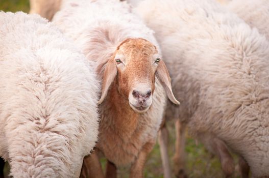 Photo of head of sheep close up.