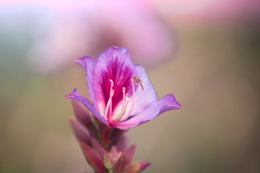 Closeup of a pink bauhinia flower  with bee .