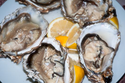 Fresh oysters in a white plate  and lemon .