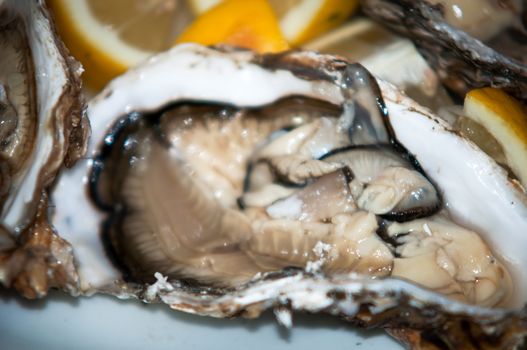 A platter of fresh raw oysters with lemon.