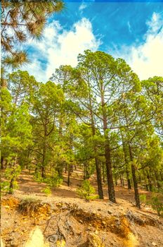 Canarian pines, pinus canariensis in the Corona Forestal Nature Park, Tenerife, Canary Islands