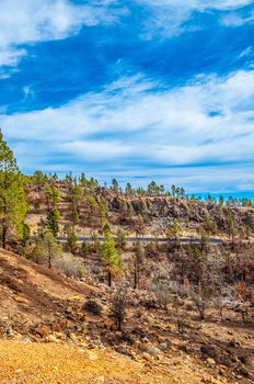 Canarian pines, pinus canariensis in the Corona Forestal Nature Park, Tenerife, Canary Islands.