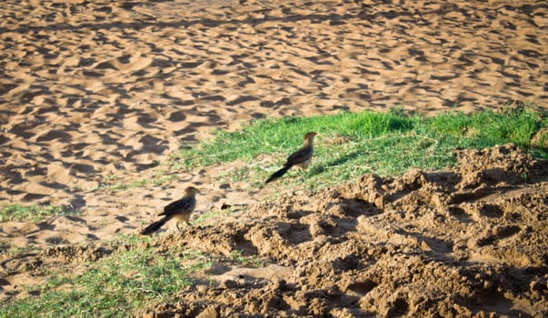 Couple of guira cuckoos on the beach