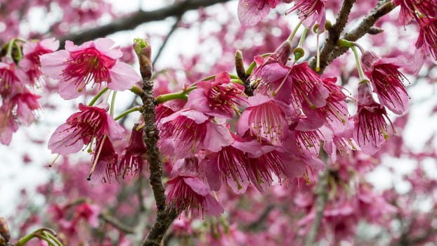 The close up of pink sakura flower branch (cherry blossom).