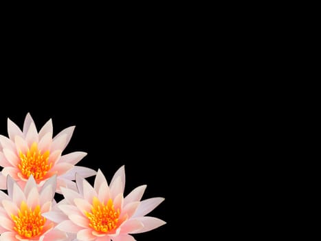 White lotus on black isolated background 
