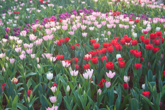 Tulips in flower festival in Thailand.