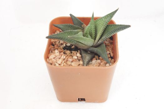Flowers are small, spiny pineapples grown in pots.