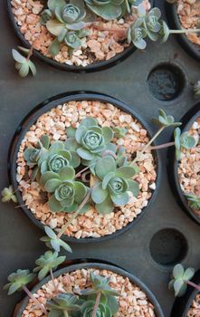 Cactus petal in small pots.