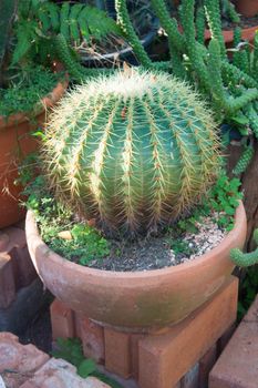 Golden ball cactus