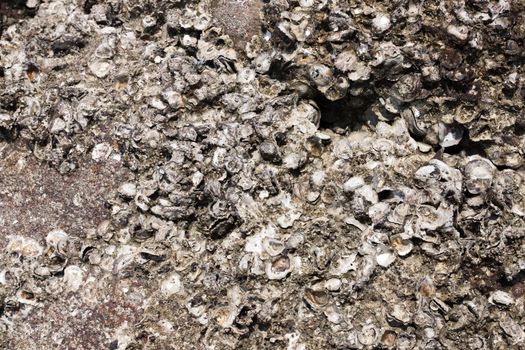 Shells on the floor in Hua Hin, Prachuap Khiri Khan, Thailand.