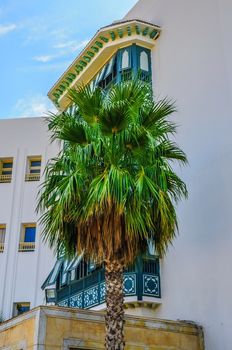 Date palm near white buidling in Hammamet Tunisia.
