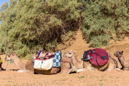Camels are loaded in Sahara desert, Morocco