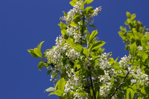 branch of white lilac on background of sky with clouds