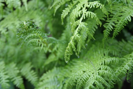 Fern