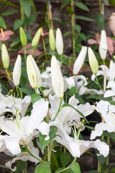 Close up of white lily flower in garden