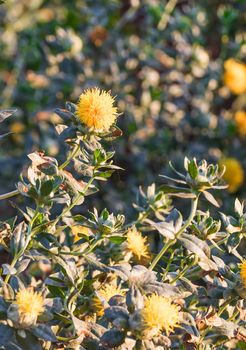 Close-up of safflower in garden