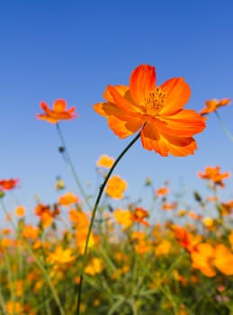 Closeup Orange cosmos flowers or Sulfur cosmos family fompositae in garden