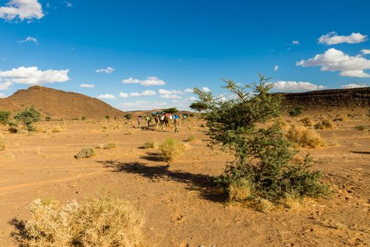 Acacia and caravan in the Sahara desert Morocco