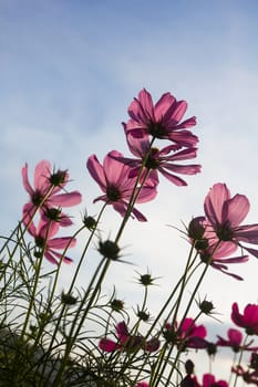 Pink Cosmos flower family fompositae in garden