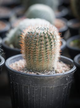 Close up small cactus in a pot