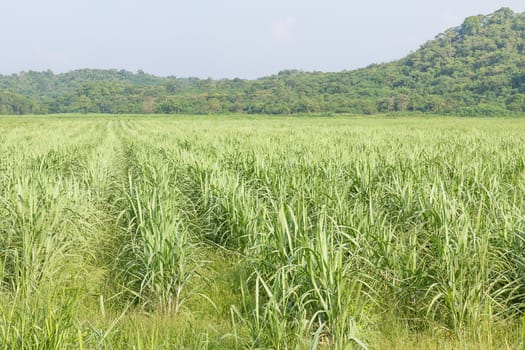 Sugarcane as early growth field in rural