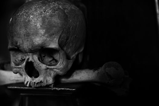 crazy scary collection of skull and bones