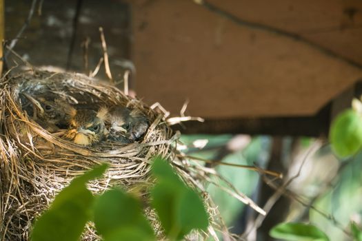 Nest with chicks blackbird 2016