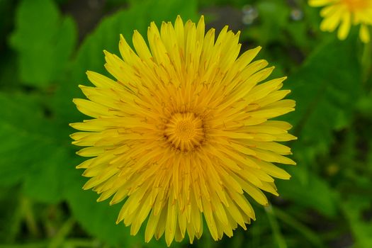 Flowering dandelion in spring 2016