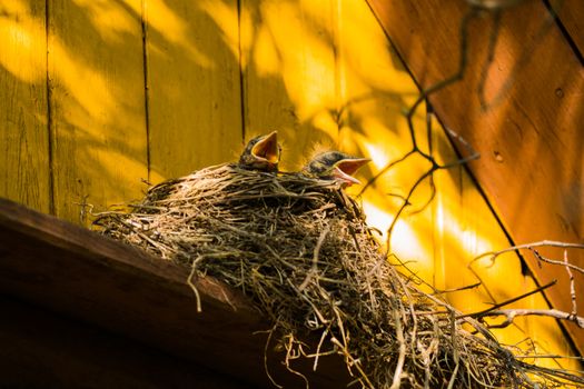 Nest with chicks blackbird 2016