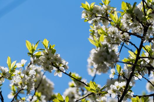 Spring white flowers on an apple tree 2016