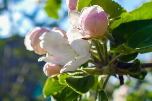 Spring white flowers on an apple tree 2016