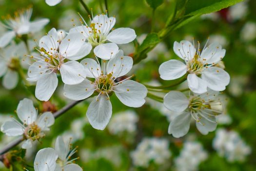 Spring white flowers on an apple tree 2016