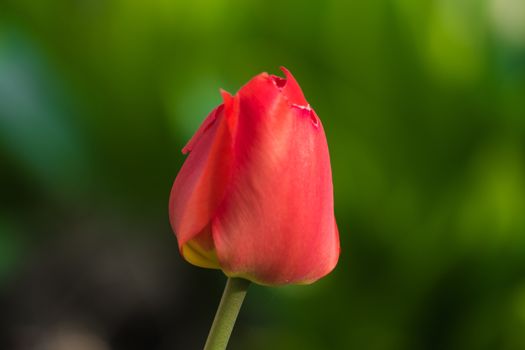 Red tulip on green background 2016