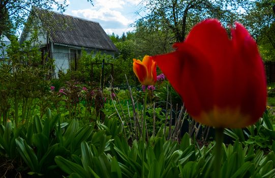 Red tulip on the background of the house 2016