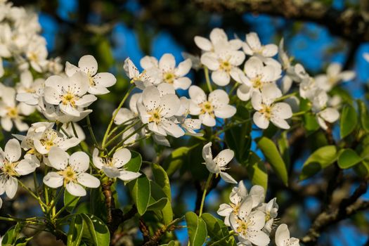 Spring white flowers on an apple tree