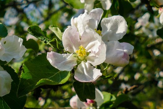 Spring white flowers on an apple tree 2016