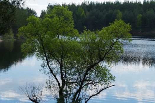 Lake in the forest and wood in Kurowski 2016