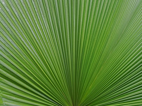close up of palm leaf texture background